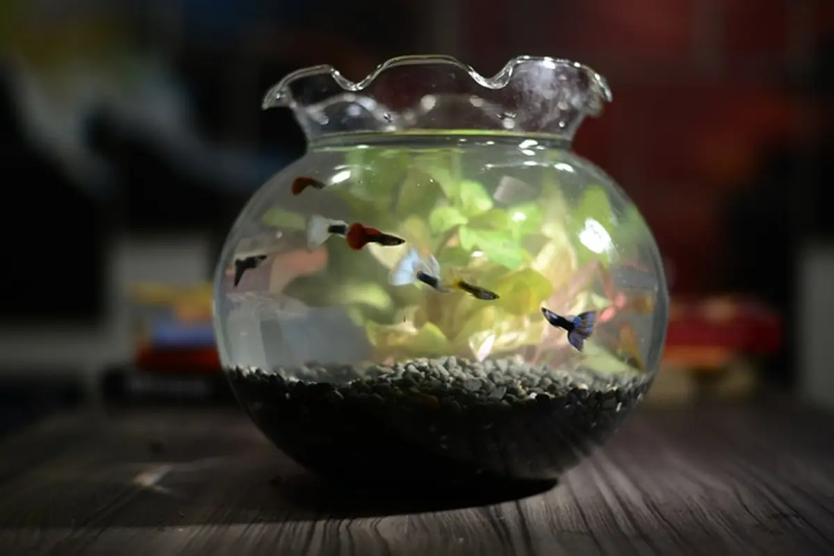 Parsel Ikan Guppy Jadi Tren Baru Bingkisan Lebaran