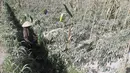 Seorang petani mengbambil tomat yang berselimut debu usai erupsi Gunung Merapi meletus di Boyolali, Jawa Tengah pada 13 Maret 2023. Kepala BPBD Boyolali Widodo Munir mengatakan erupsi Gunung Merapi menyebabkan daerah yang terletak di sekitar lereng gunung tersebut terjadi hujan abu. (AFP/Devi Rahman)