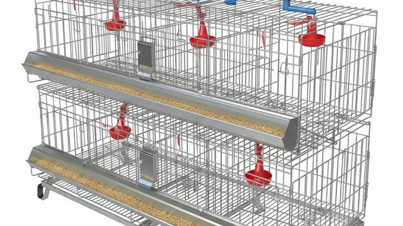 7 Model Kandang Ayam Petelur Hemat Biaya, Cocok Skala Rumahan