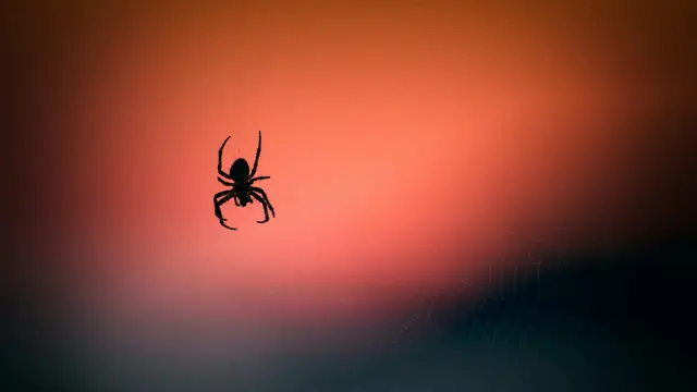 Ilustrasi Serangga/Photo by Vidar Nordli-Mathisen on Unsplash