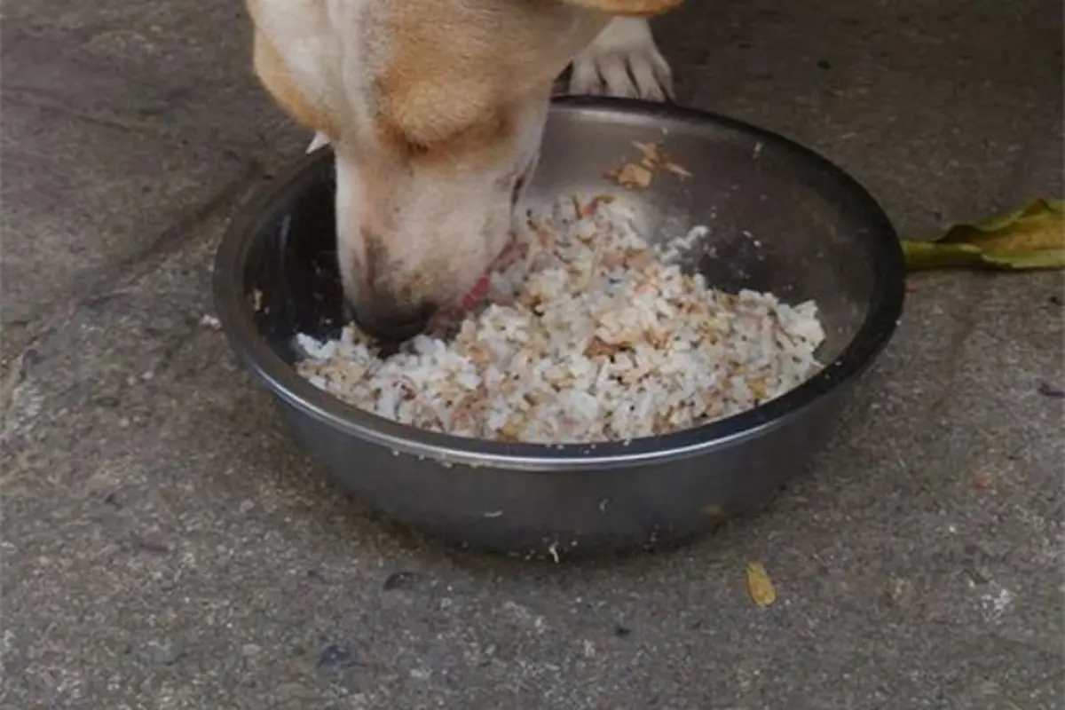 [Bintang] Balas Budi, Anjing Ini Beri Hadiah Bagi Wanita yang Berinya Makan