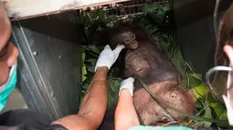 Tim International Animal Rescue saat menyelamatkan bayi orangutan dan ibunya di desa Kuala Satong, Kalimantan Barat (10/11). Orangutan dan bayinya melarikan diri dari amukan api yang menghancurkan habitatnya. (AFP PHOTO/Heribertus)