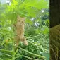 6 Potret Kucing Panjat Pohon Ini Ekspresi Lucu Banget (sumber: Twitter/virgowinatha 1cak)