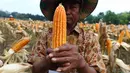 Seorang petani menunjukkan jagung hasil panen raya di Tuban, Jawa Timur, Jumat (9/3). Petani menerapkan pola panen kering hingga hasilnya lebih menguntungkan. (Liputan6.com/Angga Yuniar)