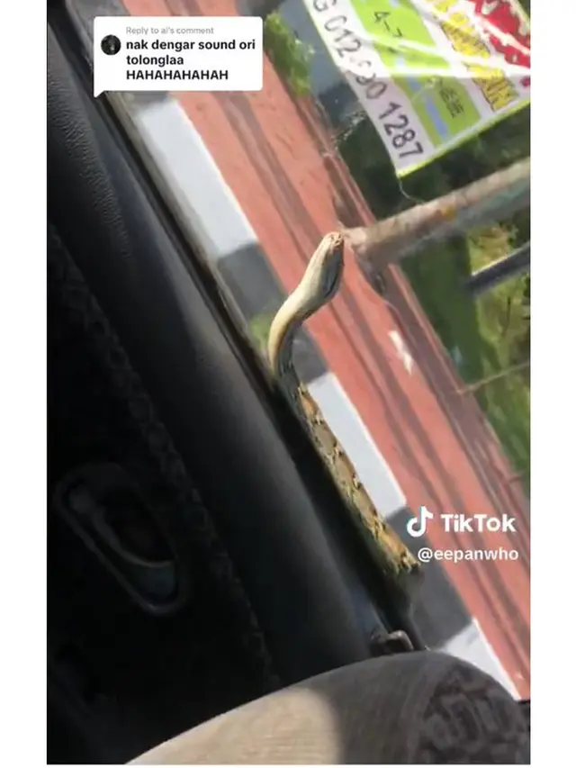 Viral Ular Merayap di Mobil yang Sedang Melaju, Penumpang Teriak Histeris