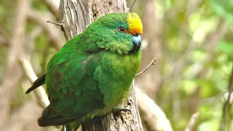 Burung parkit berpipi oranye yang semakin langka populasinya (AFP)