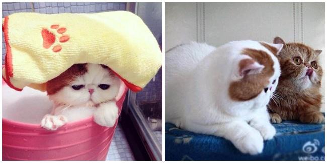 (c) en.rocketnews24.com