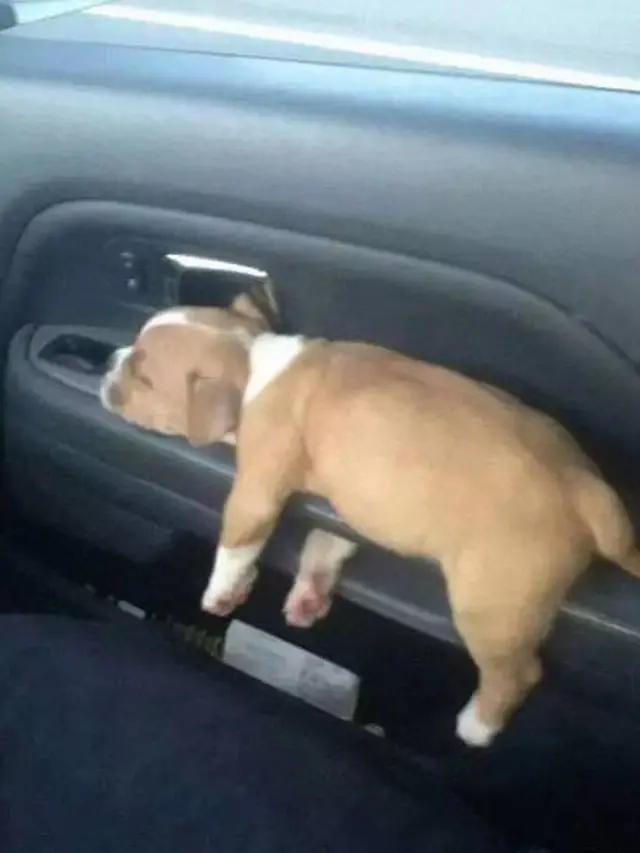 7 Potret Anjing saat Diajak Naik Mobil Ini Ekspresinya Kocak