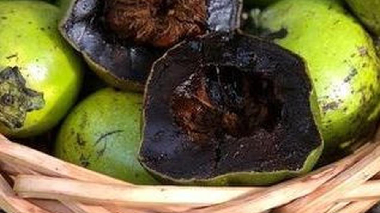 Mengunjungi Kampung Coklat Blitar, Ada Buah Langka asal Meksiko Rasanya seperti Puding Cokelat