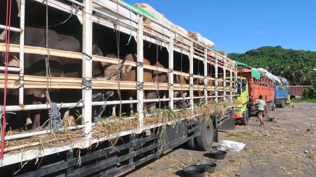 Badan Karantina Perketat Pengawasan Distribusi Hewan Kurban dari Wilayah Timur