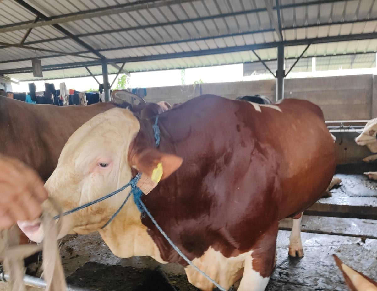 sapi presiden prabowo di bekasi