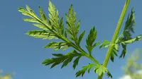 Artemesia annua sebagai obat anti malaria, yang memang telah digunakan masyarakat Tiongkok berabad-abad lalu. (Foto: dbiodbs.univ.trieste.it)