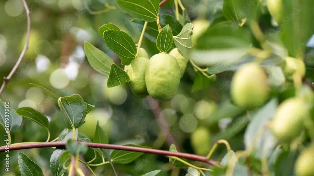 Daun dan Buah Bidara
