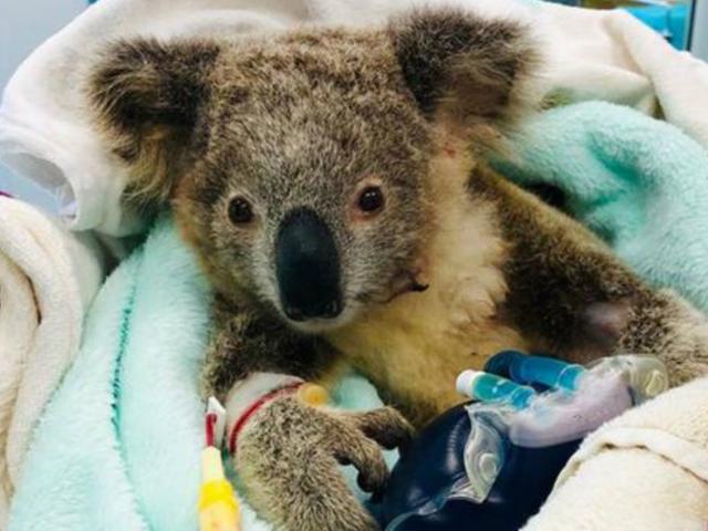 Koala Hingga Kukang 4 Hewan Yang Terlihat Lucu Namun Membahayakan Global Liputan6 Com