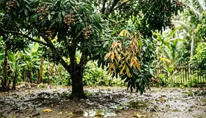 6 Tanda Pohon Kelengkeng Kelebihan Air, Kenali Sebelum Akar Membusuk