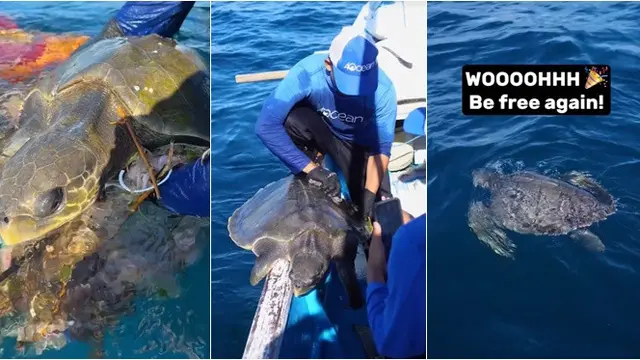Kru Pembersih Temukan Kasur Aneh di Laut Bali, Terkejut Ada Hewan Besar Ini