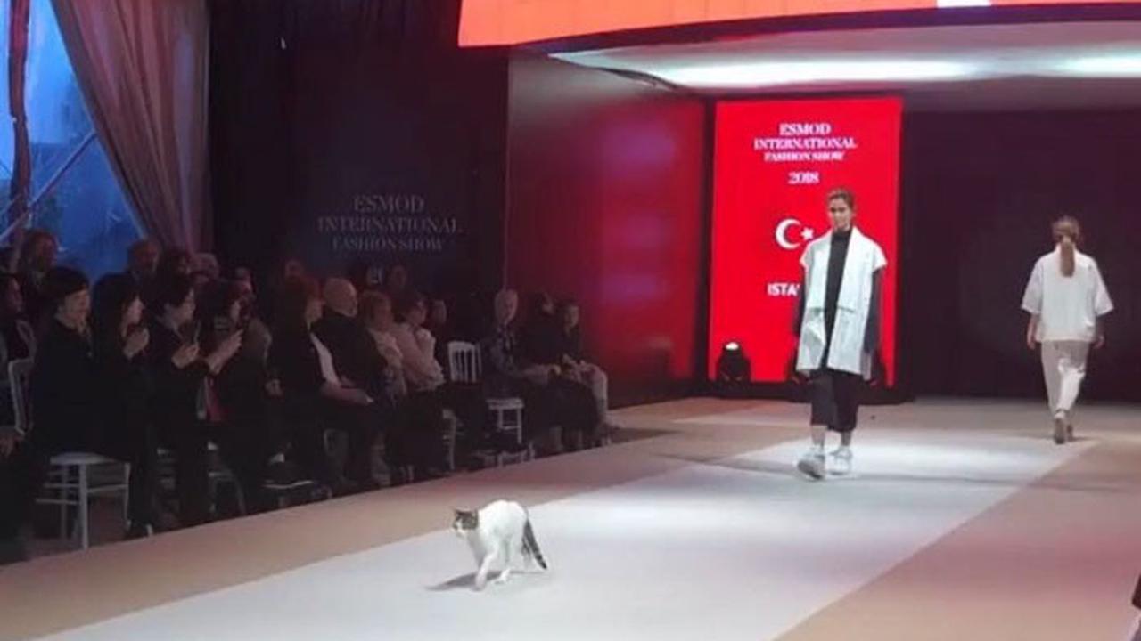 kucing jalan di catwalk (foto: esmoddubai)