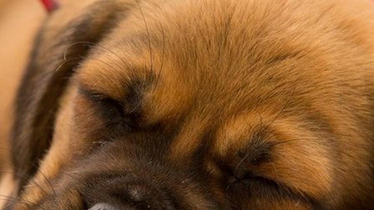Ide Nama Anjing Jantan Lucu<br>