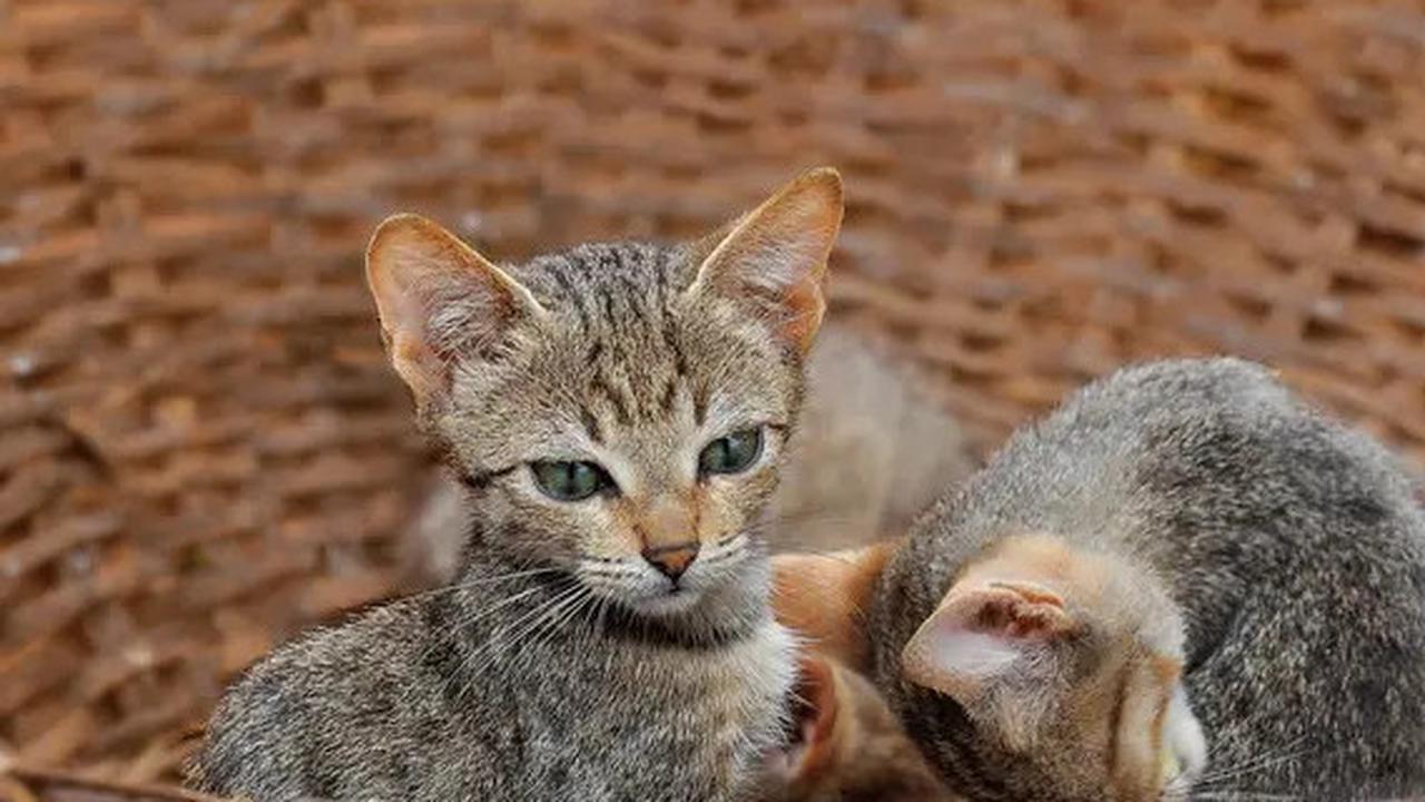Aneh, Industri Hewan Peliharaan di China Tumbuh Pesat Meski Ekonomi Lesu