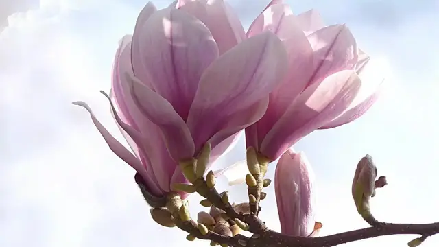 Bunga Kantil (Foto: De Orchids)