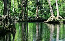 Kota Kuno 2.500 Tahun Ditemukan di Hutan Amazon, Lebih Besar dari Suku Maya