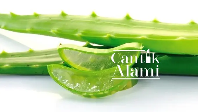 Cantik Alami: Ekstrak Lidah Buaya, Racikan Alami Kekinian