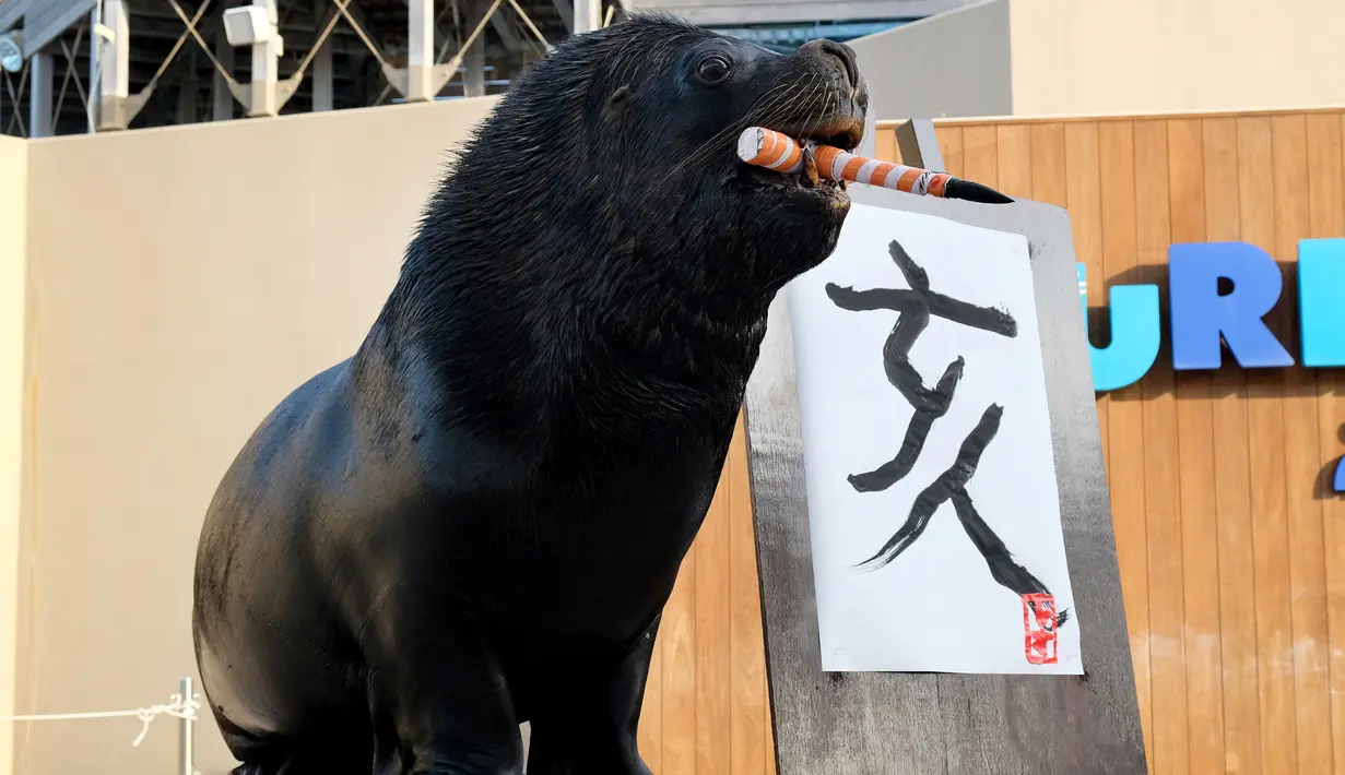 Singa laut 'Leo' (15) usai melukis aksara China tahun babi hutan sebagai persiapan Tahun Baru Imlek di Hakkeijima Sea Paradise, Yokohama, Tokyo (26/12). Tahun Baru Imlek akan dirayakan pada awal Februari 2019. (AFP Photo/Kazuhiro Nogi)