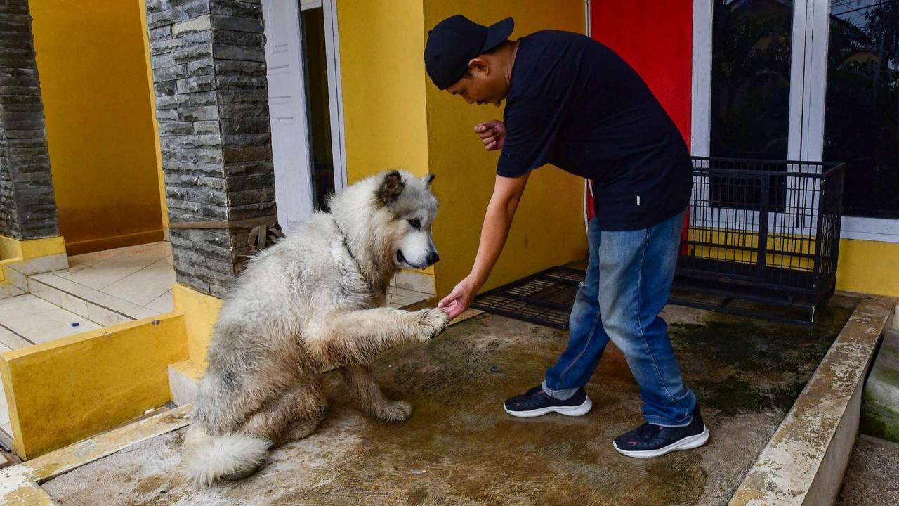 Playgroup khusus anjing di Depok