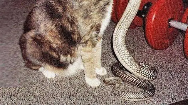 6 Momen Persahabatan Kucing dengan Ular, Tak Takut Meski Kobra