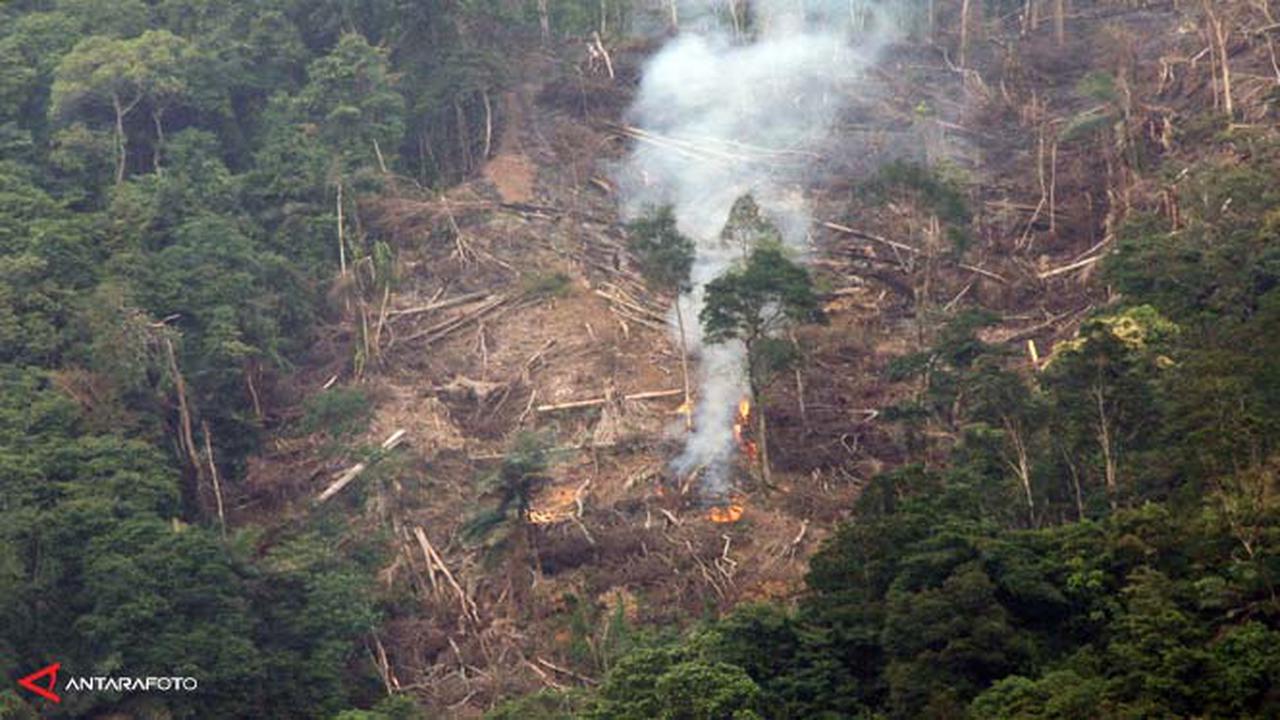 hutan-kerusakan-140203-b.jpg