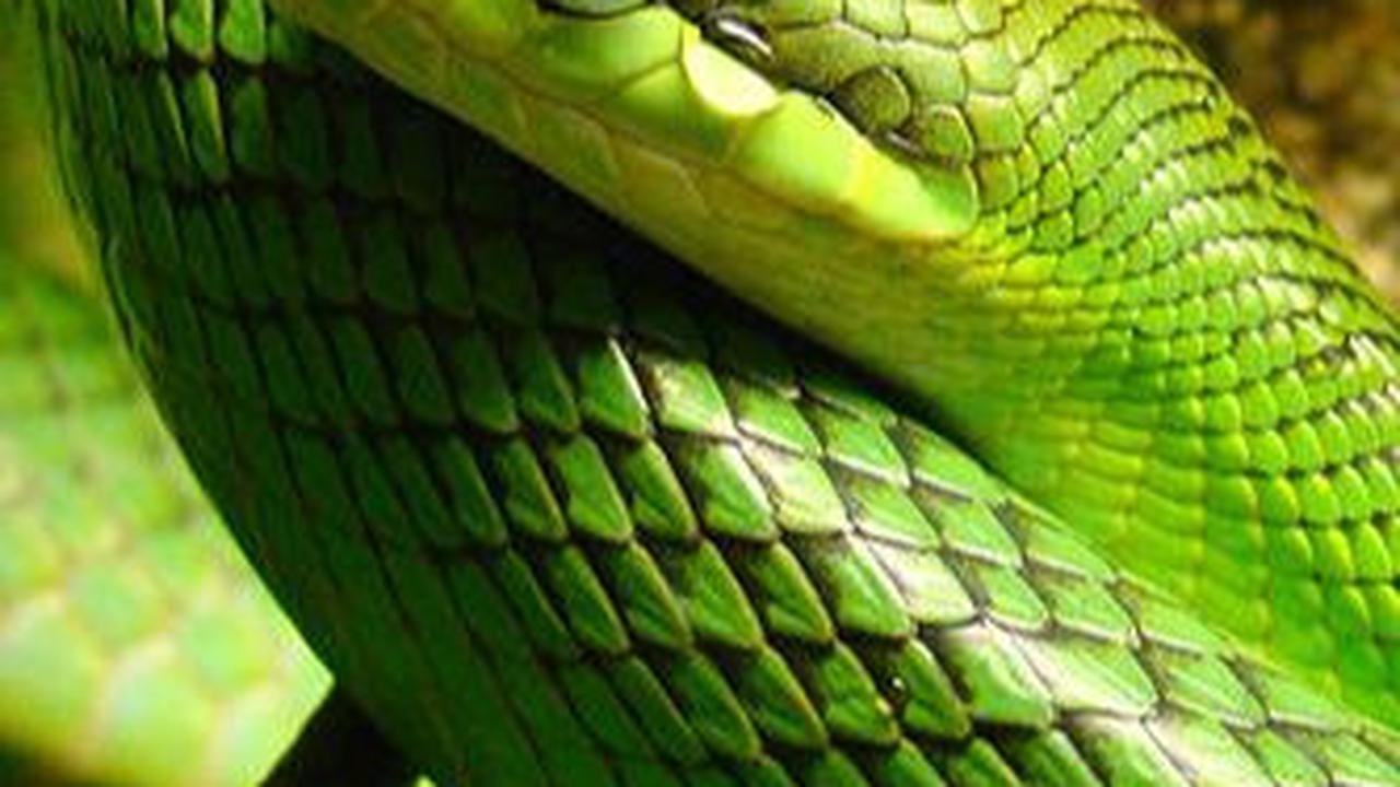<b>2. Ular Bajing (Gonyosoma Oxycephalum)</b>
