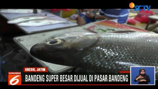 Sambut Idul Fitri Ikan Bandeng Super Besar Jadi Buruan Di Gresik