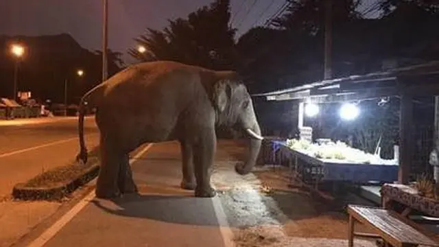 6 Momen Hewan Liar Masuk ke Dalam Toko Ini Bikin Heboh, Penjual Kaget
