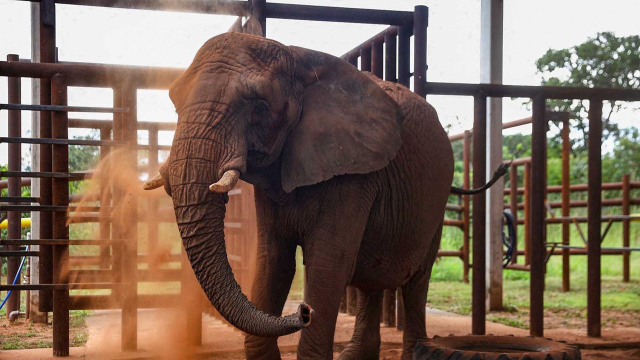 FOTO:  Kisah Pupy Menempuh Jarak 2700 Km untuk Kehidupan Baru di Suaka Gajah Brasil