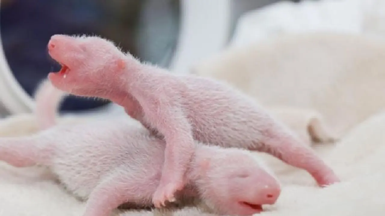 [Bintang] Panda melahirkan bayi kembar