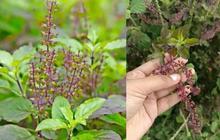Tips Merebus Daun Tulsi untuk Kontrol Gula Darah hingga Cegah Penyebaran Kanker, Ikuti Caranya