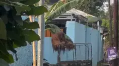 Cerdiknya Orang Utan Solo Kabur dari Kandang, Berujung ke Warung Ayam Goreng