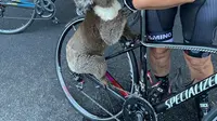 Pengendara sepeda berhenti di tengah jalan untuk memberi minum kepada koala. (Source: instagram/@bikebug2019)