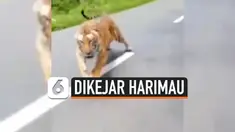 THUMBNAIL harimau