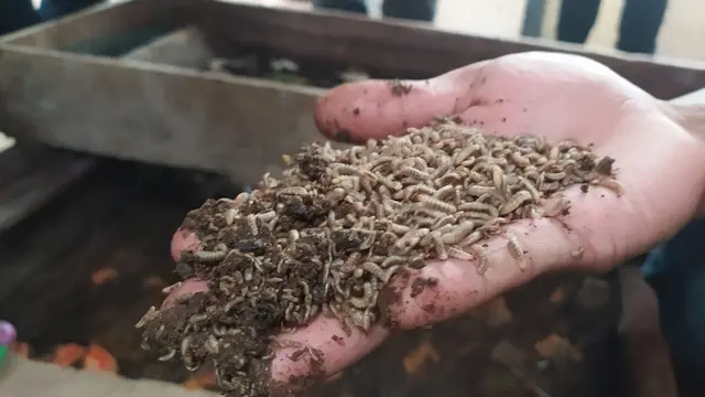 Ragam sampah organik rumah tangga tengah diurai melalui media ulat maggot bantuan program CSR Pertamina Area Karaha milik kepompok Motekar.