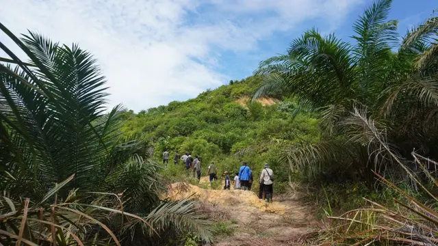 Lokasi perkebunan sawit ilegal di Leuser. (Liputan6.com/Reza Efendi)