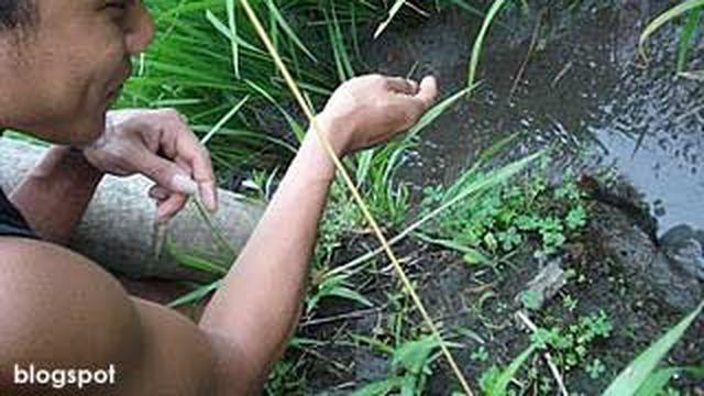 Mancing Belut Untuk Mengisi Liburan News Liputan6com
