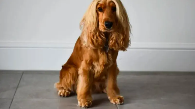 Miliki Rambut Indah Memukau, Anjing Ini Dikira Pakai Wig