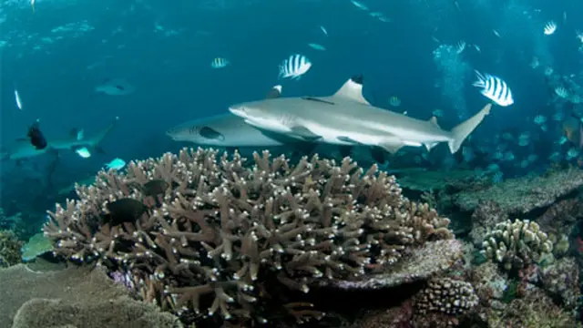 Spot Menyelam di Pulau Weh