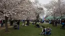 Warga AS bersantai saat menikmati musim semi bunga sakura di Washington DC, AS (26/3). Selain Jepang, Washington memiliki kebun bunga sakura yang bersemi akhir Maret hingga Juni. (AFP Photo / Zach Gibson)