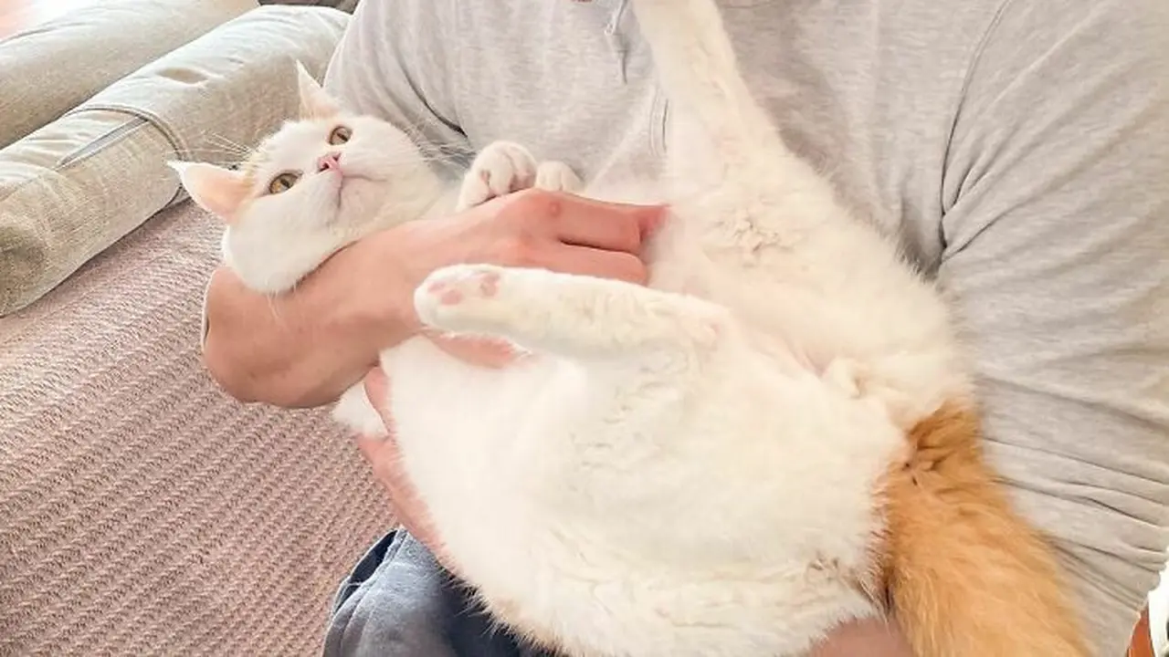 6 Cara Menunjukkan Kasih Sayang pada Kucing