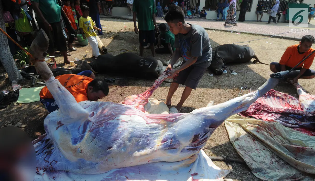 Panitia menguliti daging kurban sebelum dibagikan ke warga sekitar Masjid  Al-Kahfi, Griya Pamulang 2, Tangerang Selatan, Banten, Rabu (22/8). Semarak Idul Adha 1439 H membuat warga gotong royong mendistribusikan daging kurban. (Merdeka.com/Dwi Narwoko)