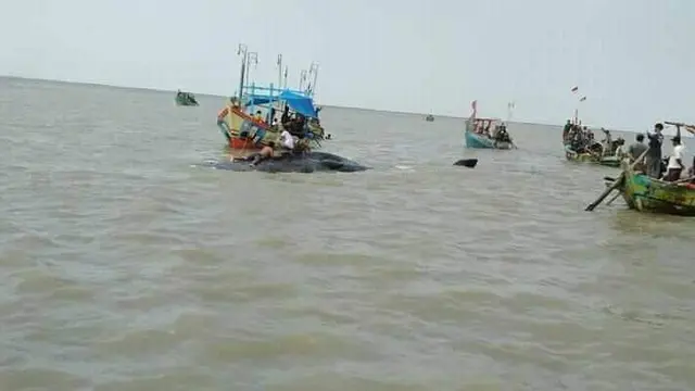 Seekor paus ditemukan nelayan terdampar di perairan Cirebon dalam kondisi mati. (Foto: Komunitas Mancing Hore Cirebon untuk Liputan6.com)