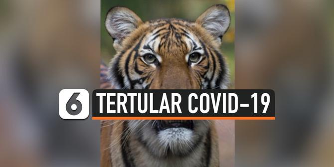 VIDEO: 4 Harimau dan 3 Singa di New York Positif Terinfeksi Corona