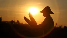 Seorang petani bekerja memanen padi saat matahari terbenam di sawah di Naypyitaw, Myanmar (9/11). Pertanian di Myanmar industri utama di negara ini dengan 6,300,000 hektar tahun 2003. (AP Photo / Aung Shine Oo)
